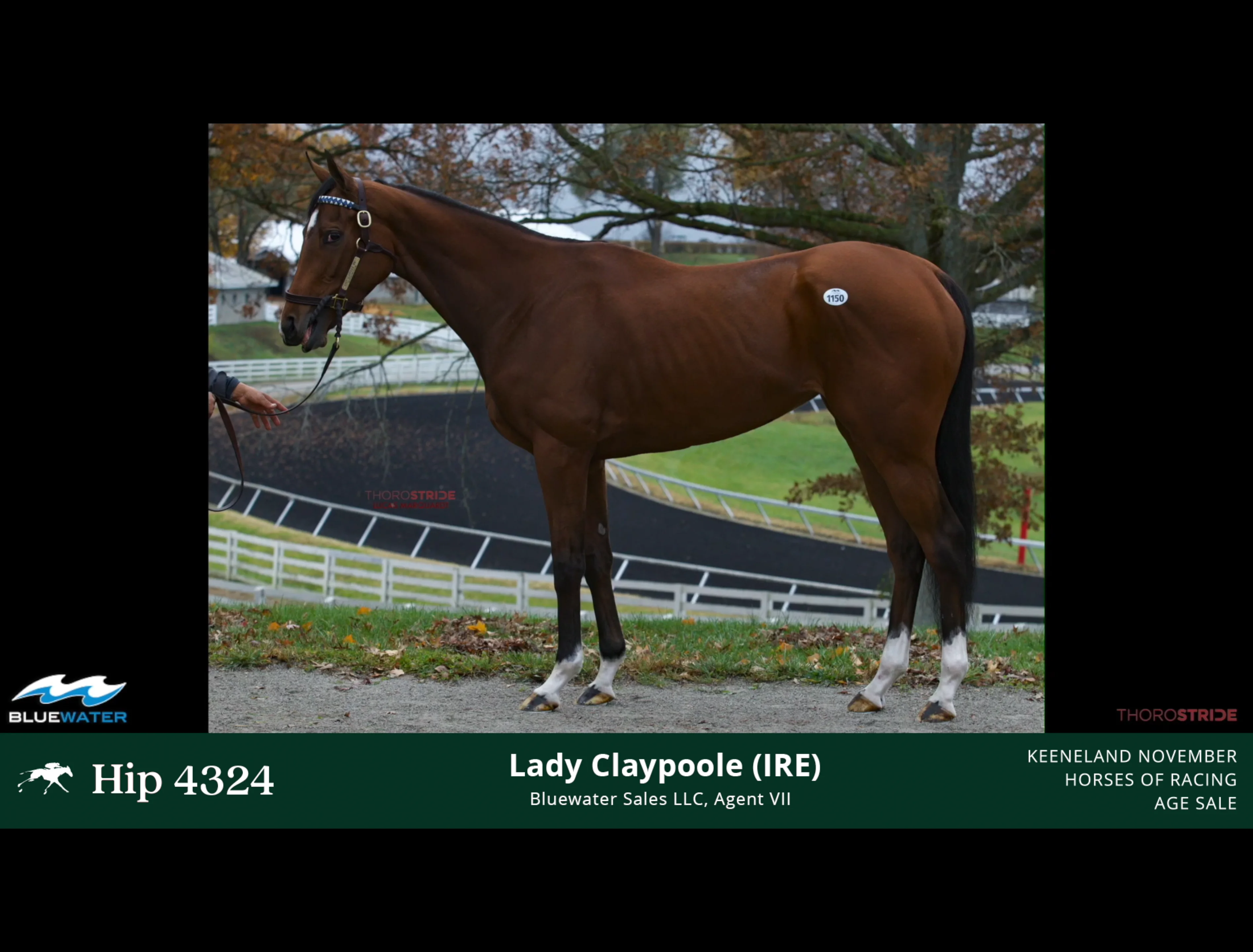 KEENOV23_Hip 4324_LADY CLAYPOOLE (IRE) on Vimeo