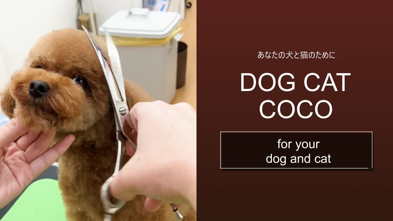 DOG CAT COCO（ペットサロン・トリミング）｜愛知県名古屋市昭和区