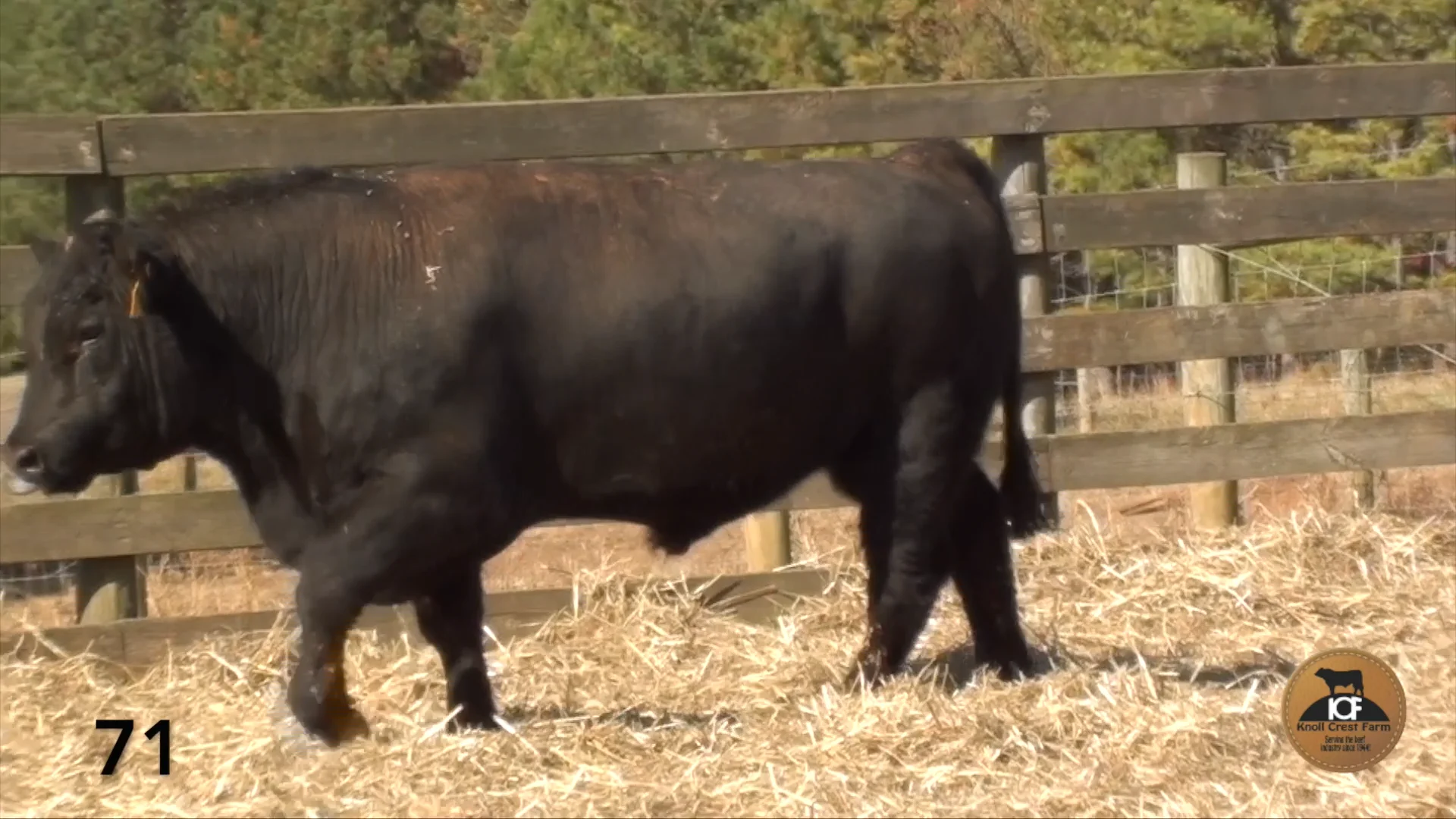 71.mp4 on Vimeo
