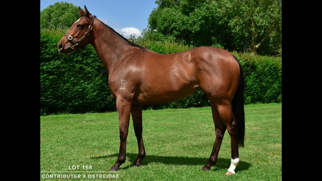 Lot 166
