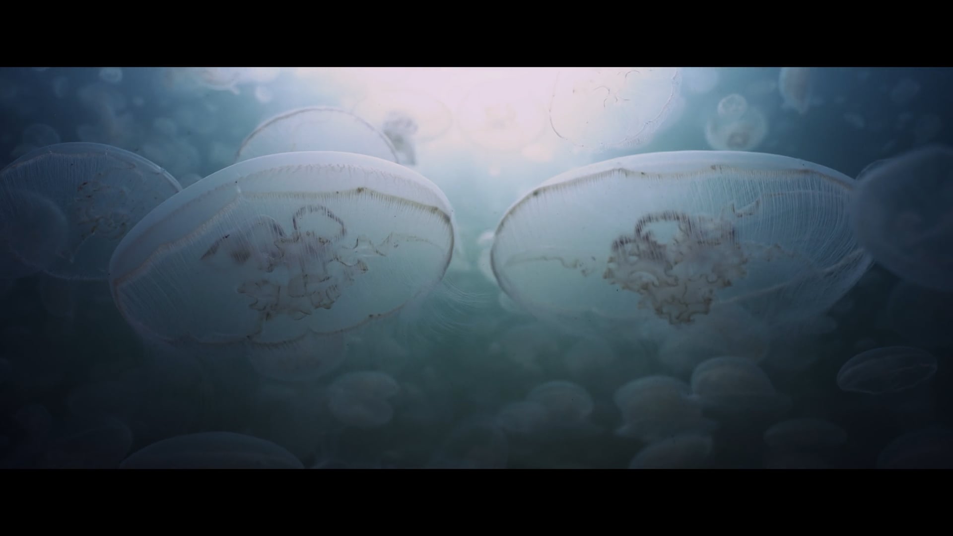 Joshua Goodman | 2023 Cinematography Reel