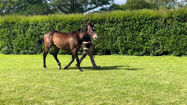 Lot 68