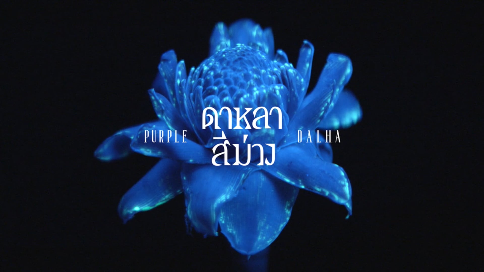 PURPLE DALHA