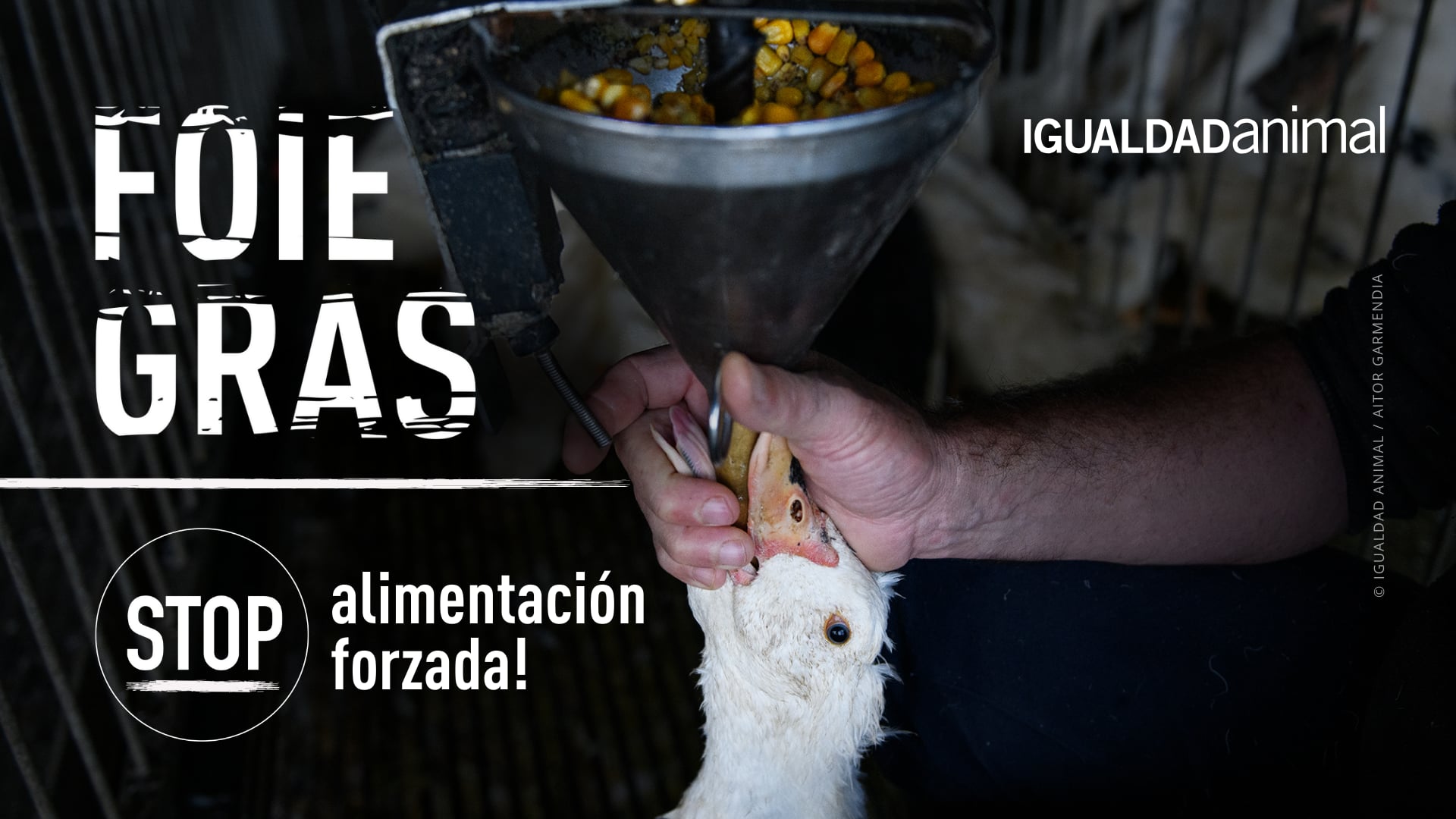 Crueldad por un tubo: El MALTRATO ANIMAL de la producción de foie gras