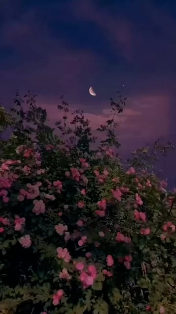 Flowers, Bush, Moon. Free Stock Video - Pixabay