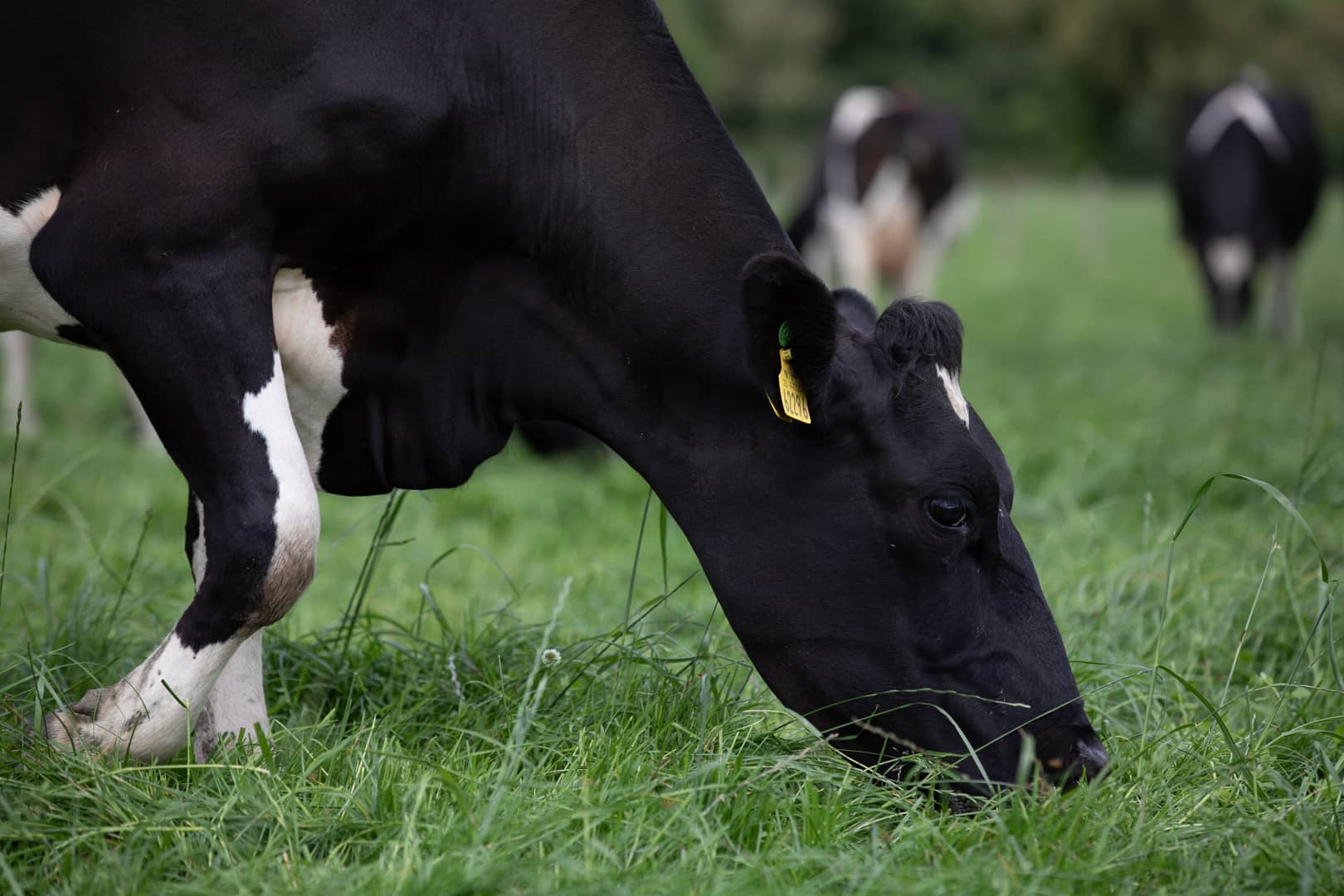 Co Cavan Signpost farmer and Lakeland Dairies supplier Shaun Maguire