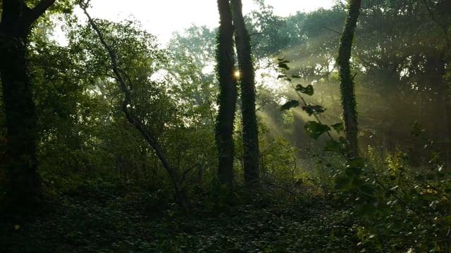 4k Forest Stock Video Footage for Free Download