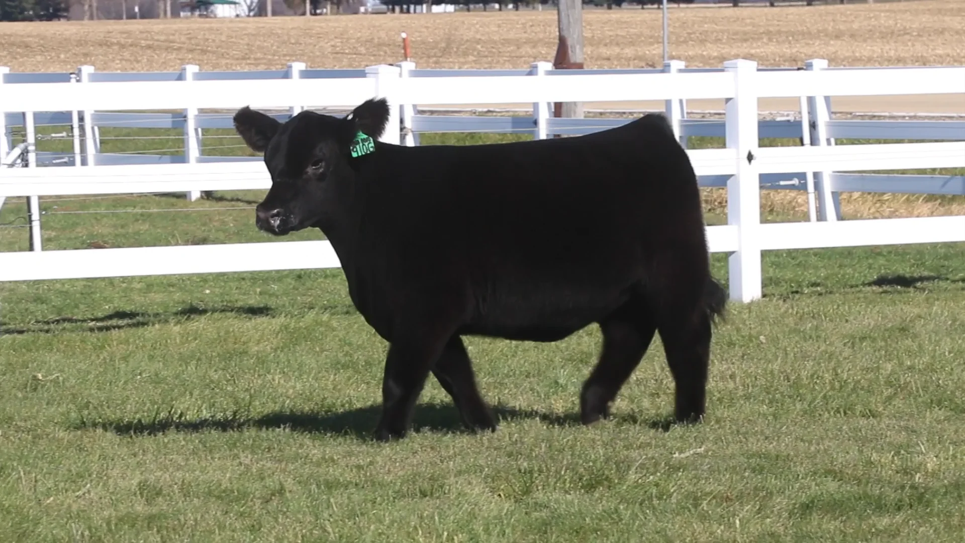 ck3-910g-on-vimeo