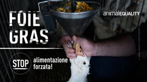 Foie gras: questa è l’alimentazione forzata per produrlo