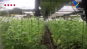 El grup criminal desarticulat a l'Alt Empordà exportava marihuana a Europa i blanquejava diners