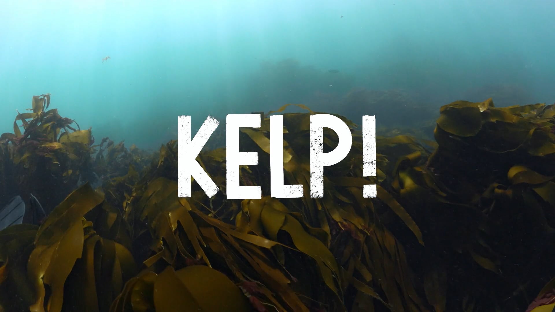 KELP!
