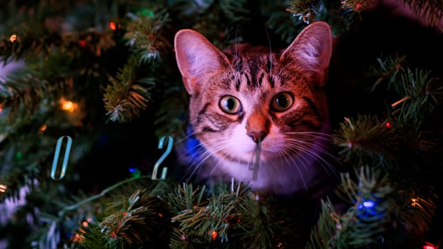 Christmas, Decoration, Cat. Free Stock Video - Pixabay