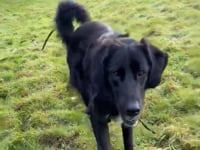 Roo Video