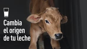 Cambia el origen de tu leche, una campaña de Igualdad Animal para salvar a los terneros