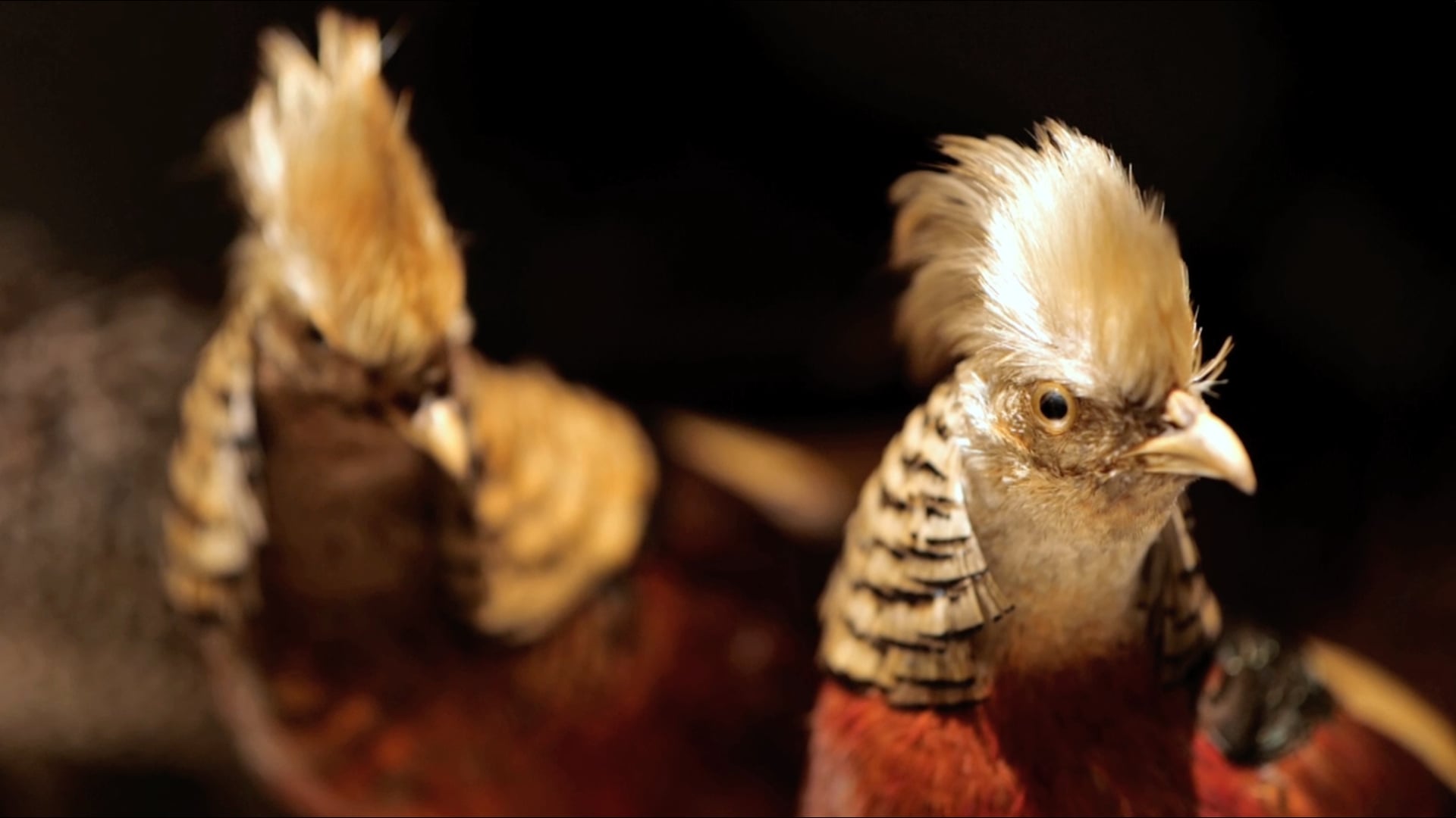 Lifelike Birds (Teaser)