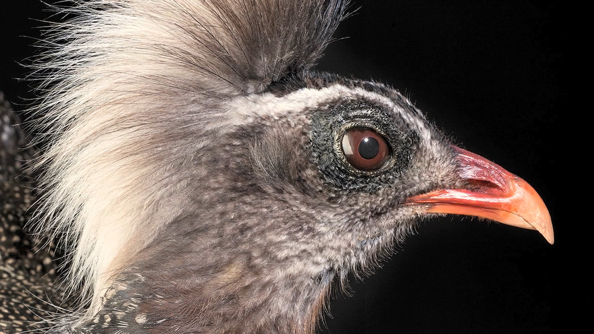 Lifelike Birds