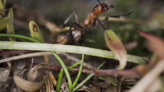 Animal, Grass, Ant. Free Stock Video - Pixabay