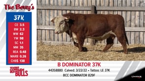 Lot #37K - B DOMINATOR 37K