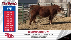 Lot #77K - B DOMINATOR 77K