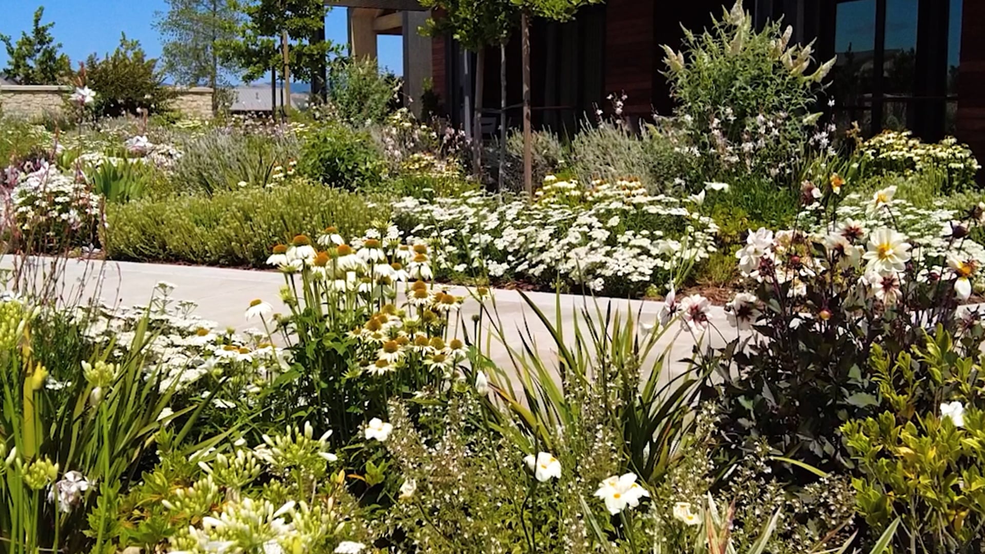 Vertical Reel - Stanly Ranch, Napa, reel 2