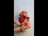 Poinsettias