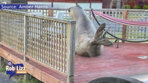 Seal Keeps Lady In Her House