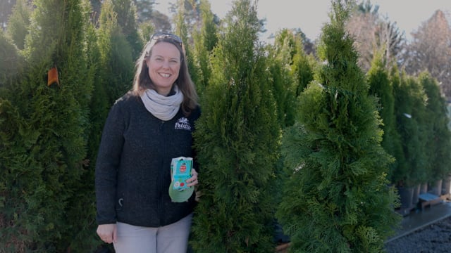 How to Tie Up Arborvitaes for Winter Protection