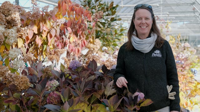 Winter Cold Protection for Hardy Outdoor Plants in Pots