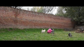 Related Embedded Video Item Thumbnail