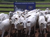 Lote 16