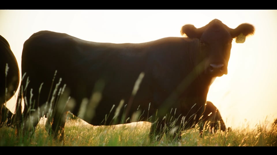 Creekstone Farms - Brand Documentary Video