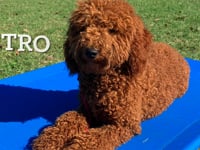 GoldenDoodle - Stro