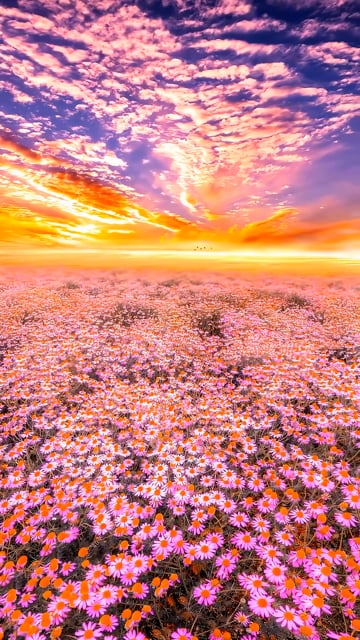 Flowers, Sunset, Daisy. Free Stock Video - Pixabay