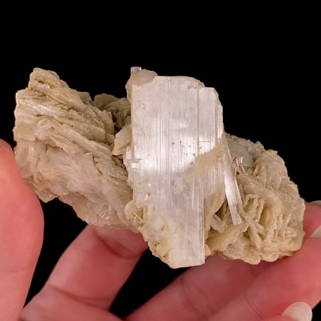 Hambergite (excellent crystal) with Tourmaline on Albite