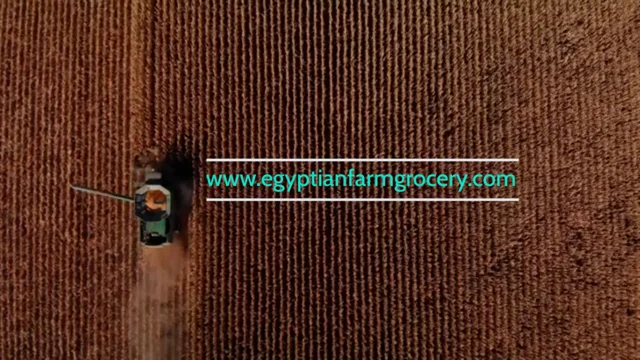 Fresh Whole Turkey – Egyptian Farm Grocery