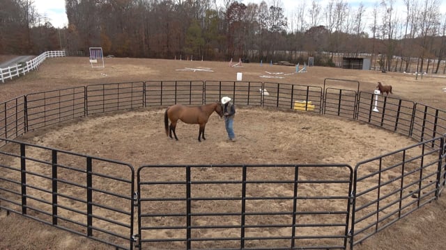Mocha Day 3: Yielding the Hindquarters, Backing & Lunging