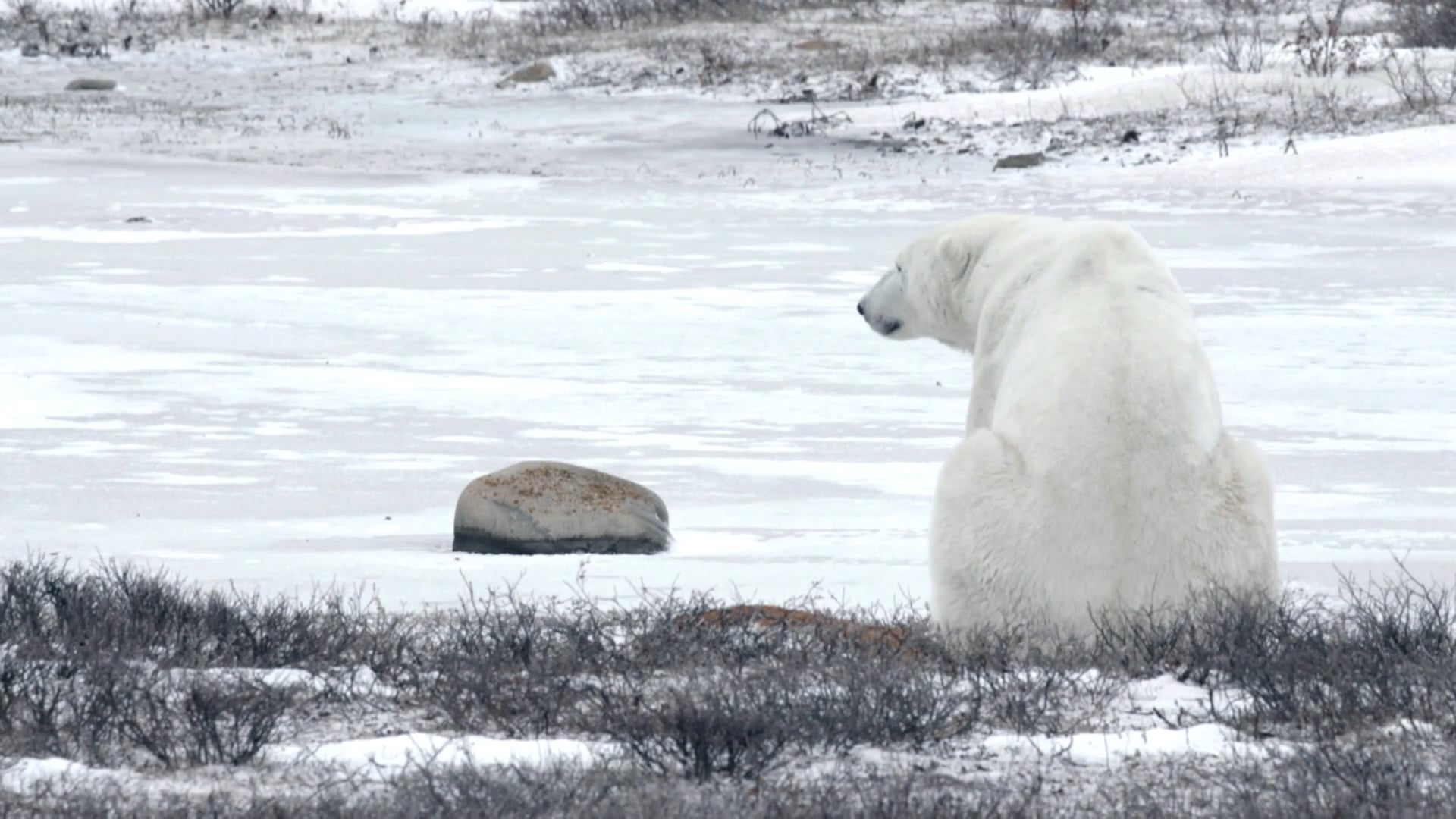 Keep the Arctic Cool 01