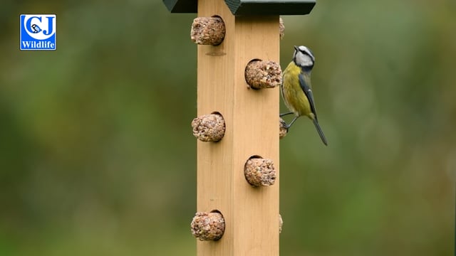 Aurora Suet Log Bird Feeder