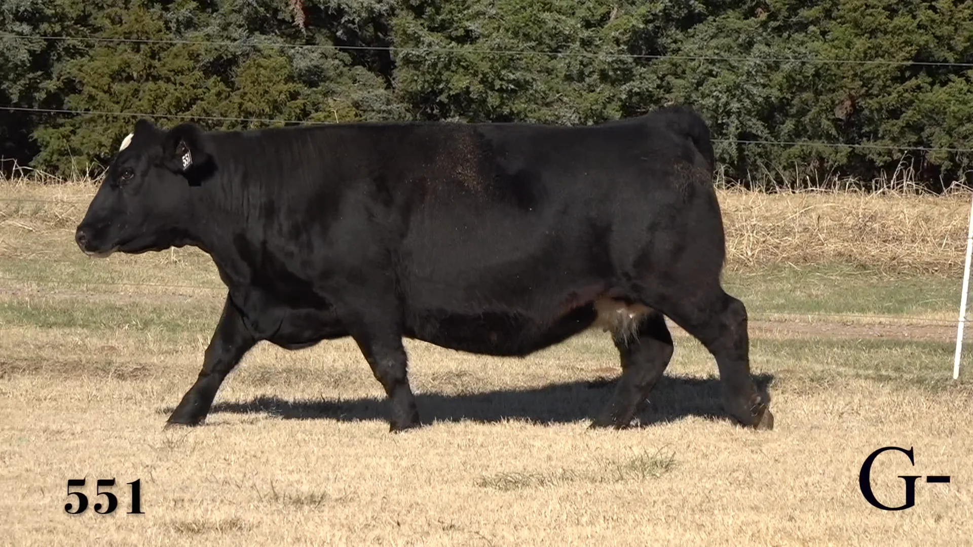 Bart Visits the Fair: Cow Washing! on Vimeo