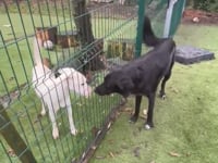 Roo Video