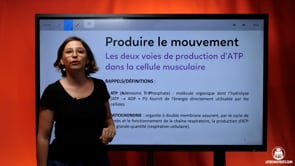 video : les-deux-voies-de-production-datp-dans-la-cellule-musculaire-3971