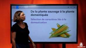 video : selection-de-cararcteres-lies-a-la-domestication-3975