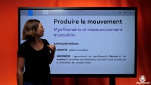 video : myofilaments-et-raccourcissement-musculaire-3974