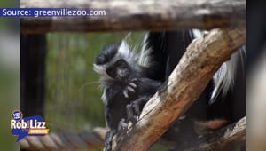 You Can Name A Newborn Monkey