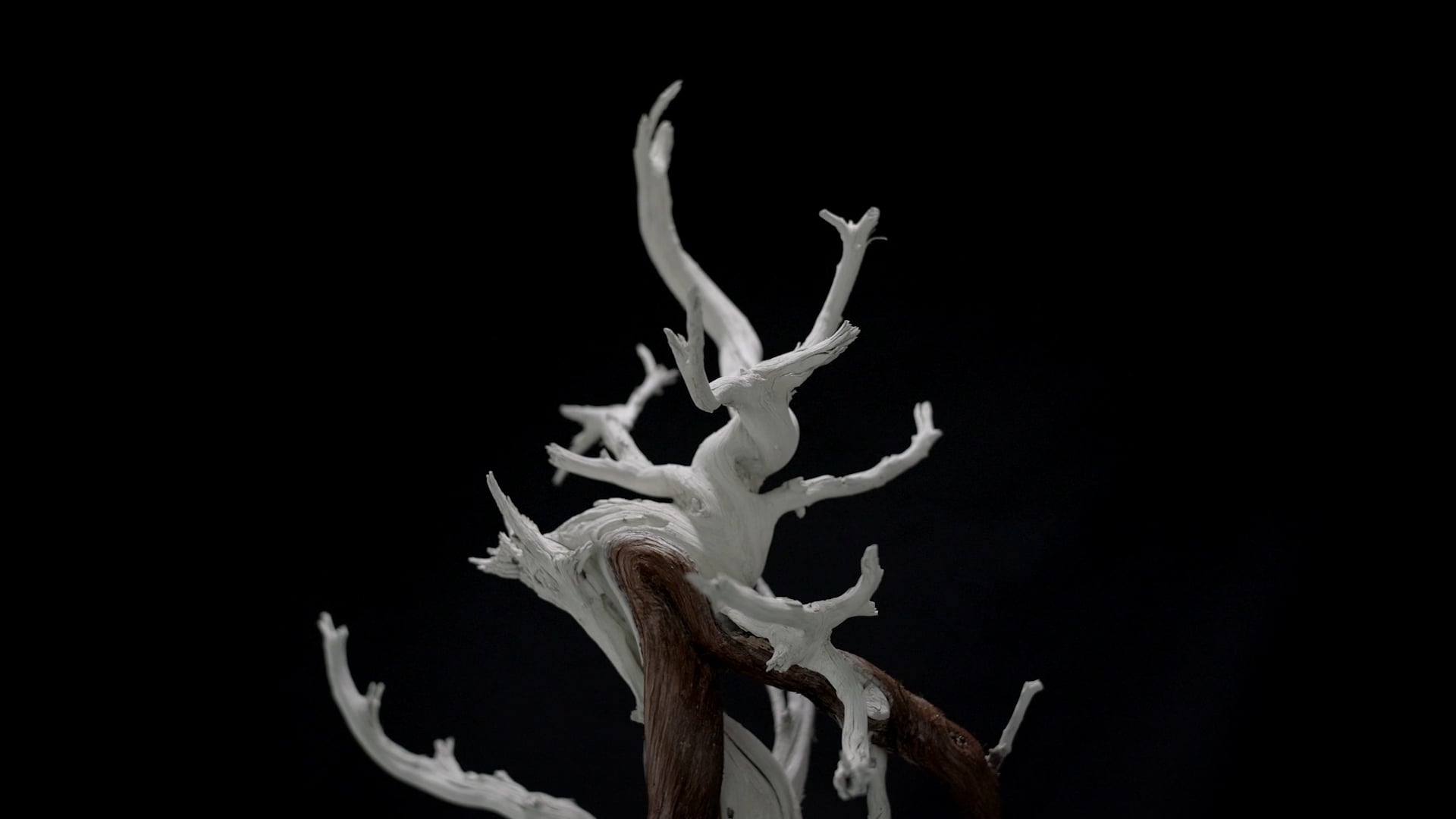 Thoma Bravo 'Bonsai'