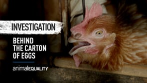 Investigation Into Brazil’s Largest Egg-Producing State