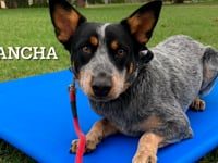 Blue Heeler - Mancha