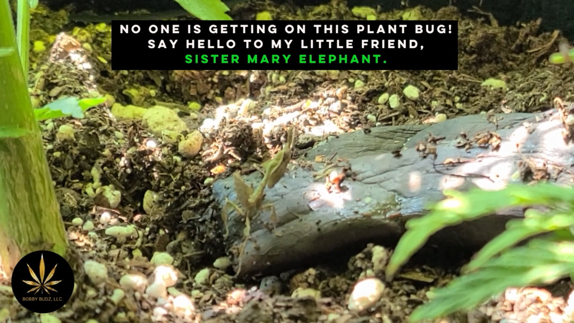 Say hello to my little friend