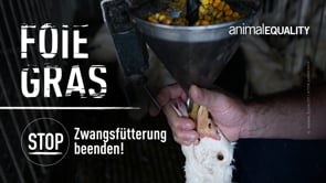 Zwangsmast von Enten in Frankreich