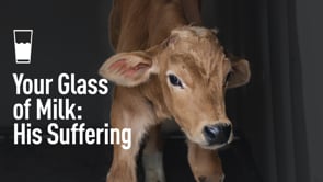 Animal Equality Exposes: The Origin of Your Milk